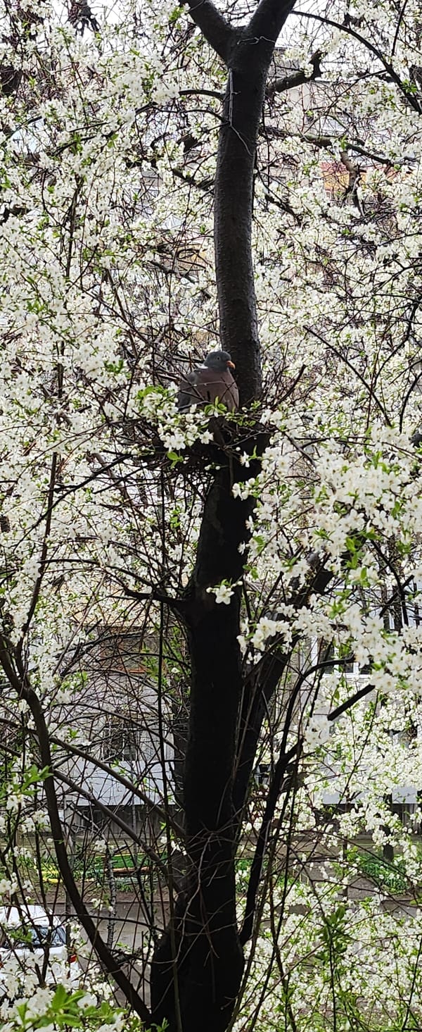 Pigeon perches in blossoming tree in Ruse park