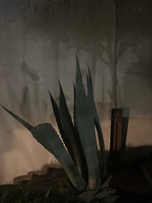 Evening documentation of architectural and decorative elements in Budva