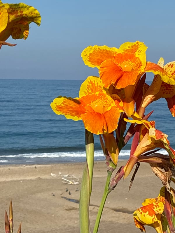 Morning scenes from sunny Alanya: flowers, joggers, city views