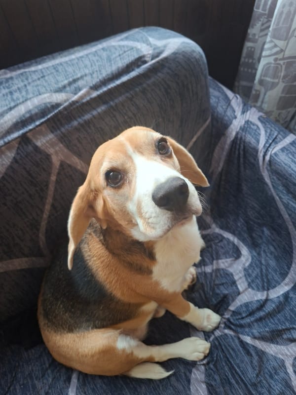 Beagle at home in Odintsovo, indoors and out