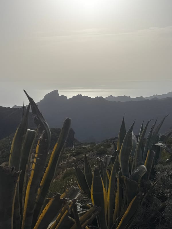 Coastal hillside landscapes: agave, settlements, and pine forests