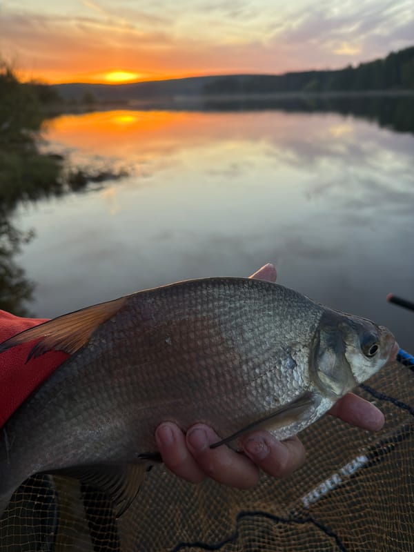 Successful fishing session yields multiple catches in Chaykovsky, Russia