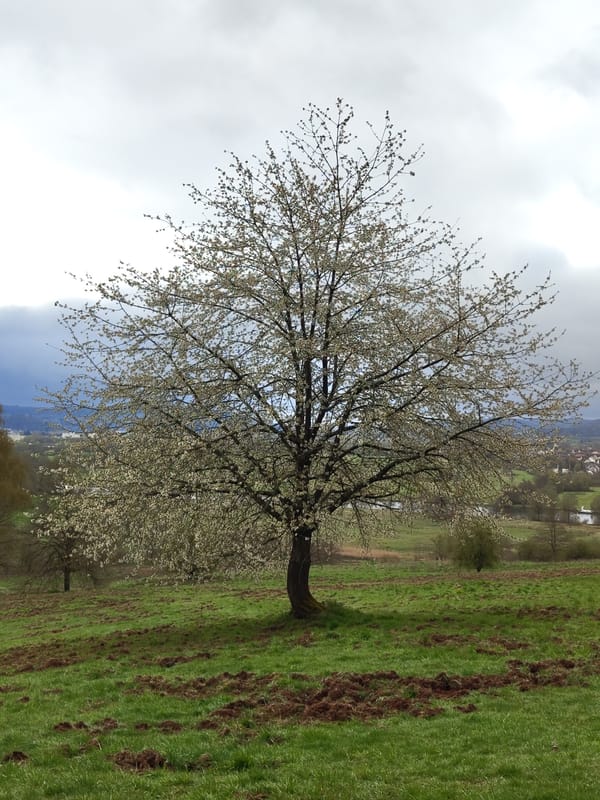 Spring walk documented through Mettlach countryside and historical sites