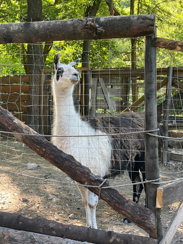 Wildlife park visit with mountains, lakes, and animals