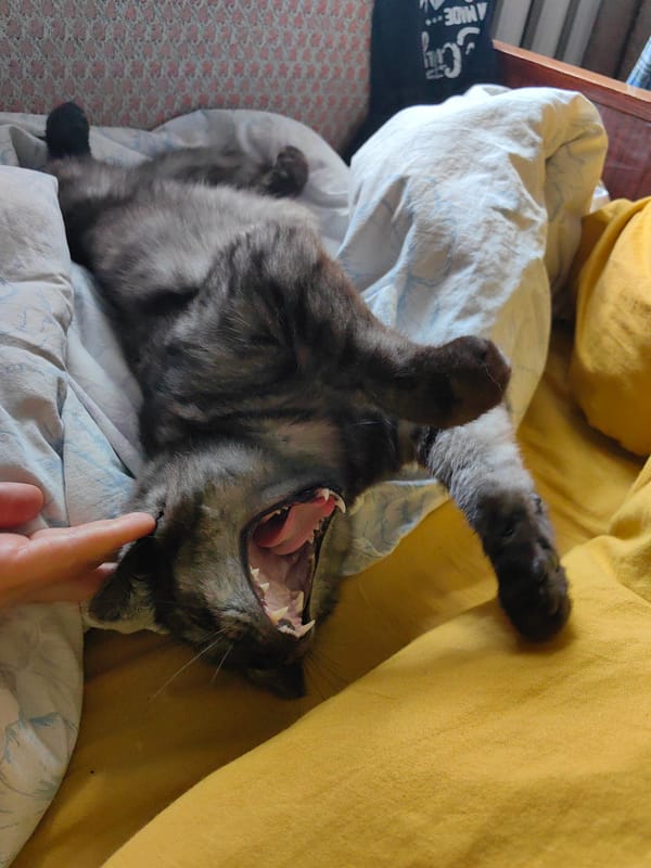 Man exercises with cat, later cat relaxes on bed