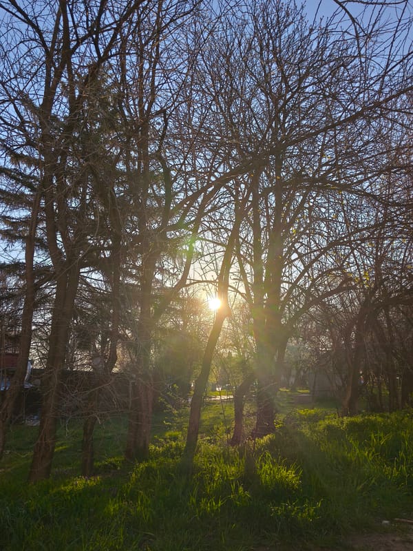 Morning sunlight through bare trees observed in Sofia