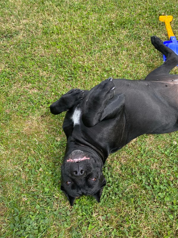 Summer garden check-in: berries, blooms, weeds, and a playful dog