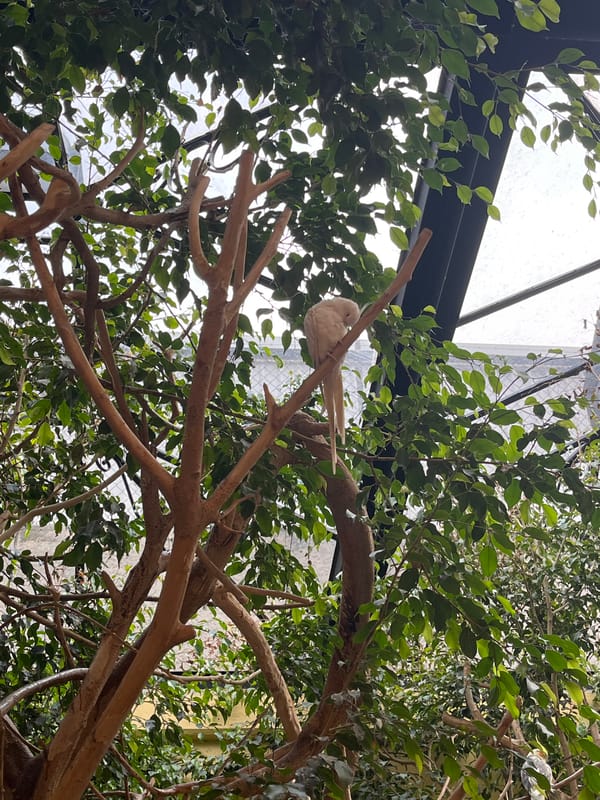 Indoor aviary with exotic birds documented in Mexico City