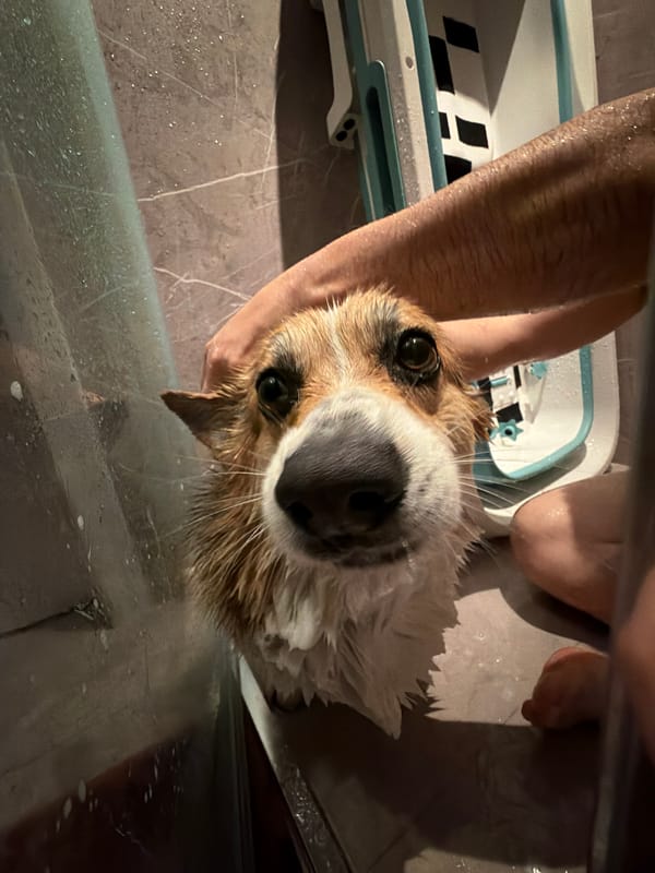 Pet bath time captured by witnesses in Gangloff