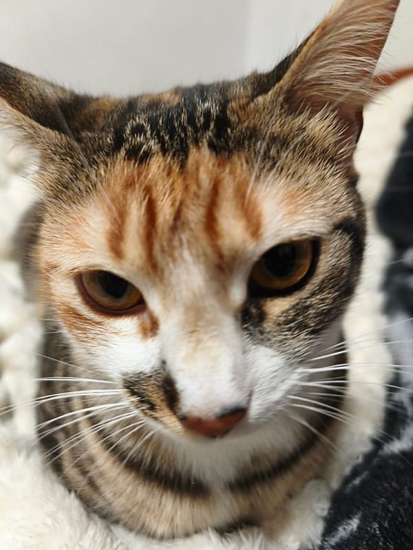 Cat with amber eyes photographed resting in Castelldefels