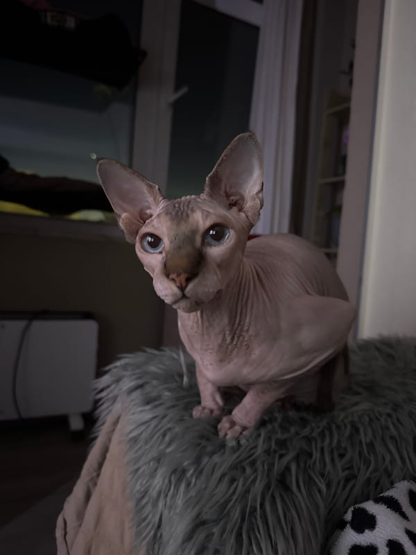 Sphynx cats photographed resting indoors in Figueira da Foz