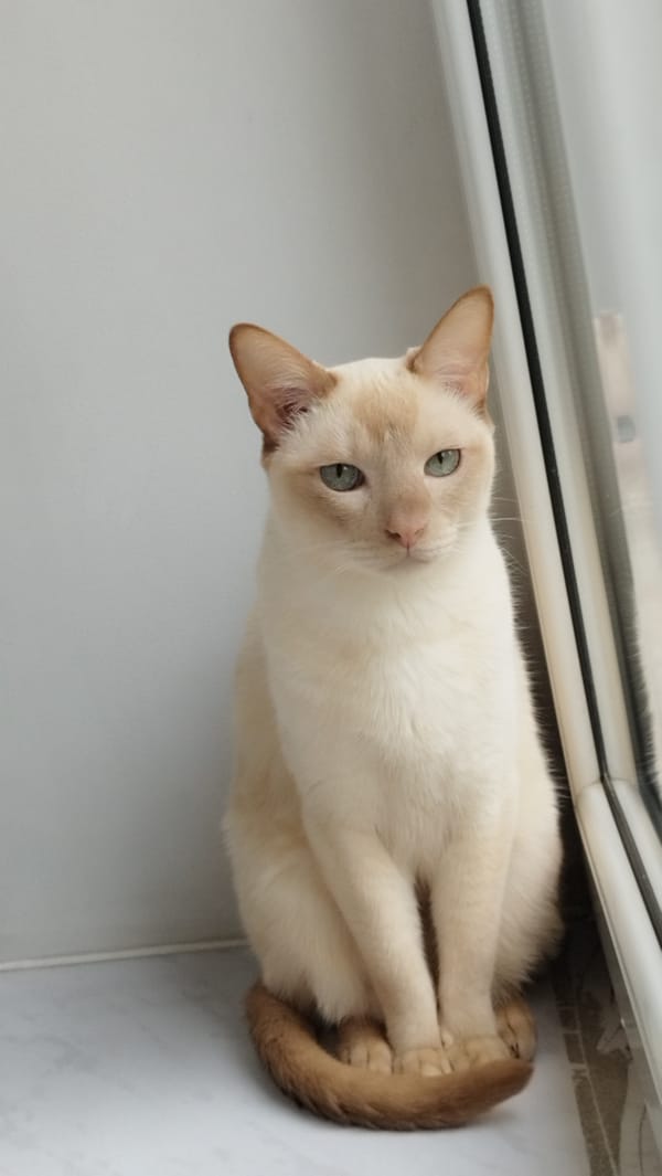 Siamese cat at home in Saint Petersburg, July afternoon