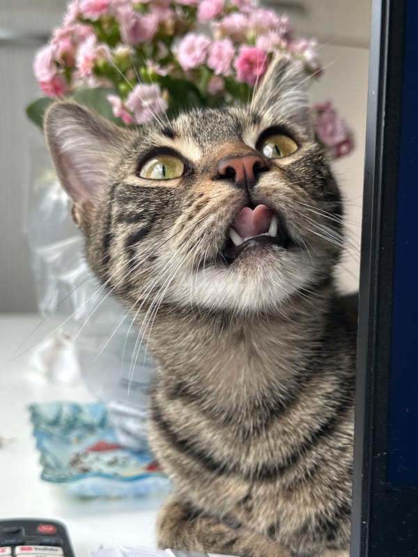 Green-eyed tabby cat explores a Sofia apartment morning