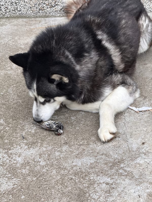 Husky rests near dead bird on concrete in Bulgaria