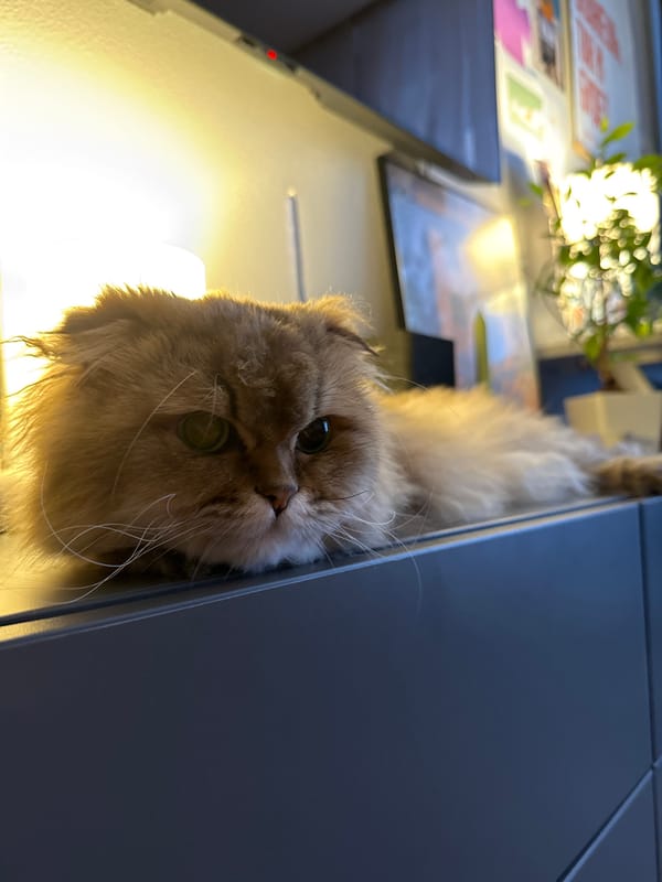 Persian Cat Observed Near Wilting Rose Arrangement in Moscow