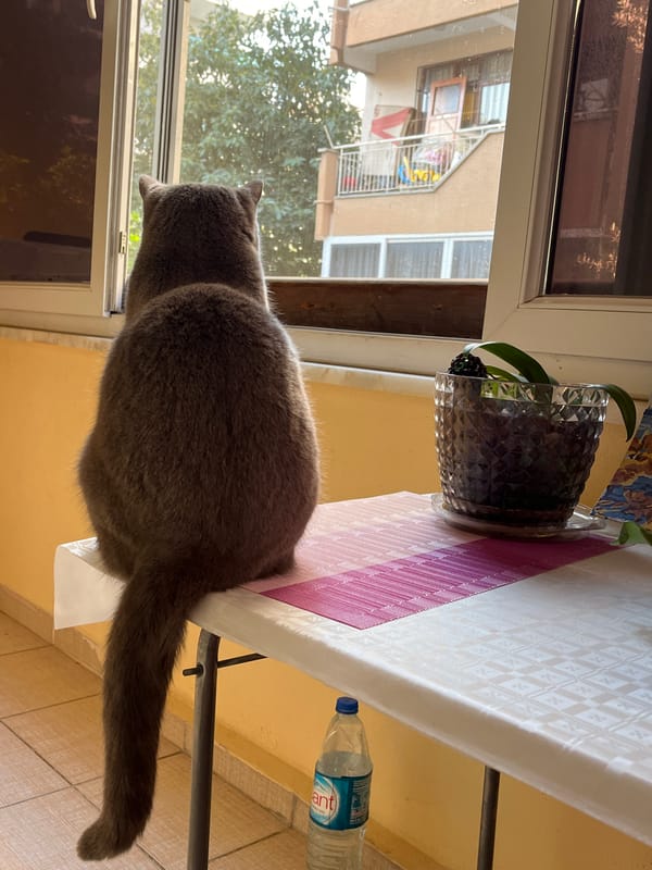 Morning moments captured in Alanya: coffee, cat, bananas