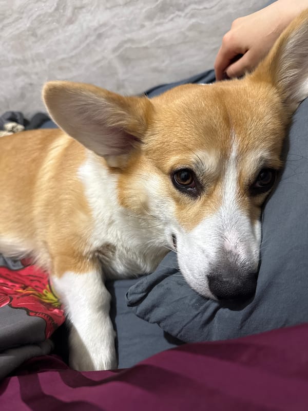 Corgi photographed with owner in Krasnoyarsk