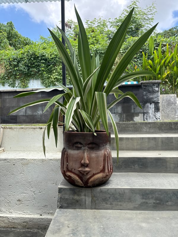 Decorative face-pot plant spotted on concrete stairs in North Kuta