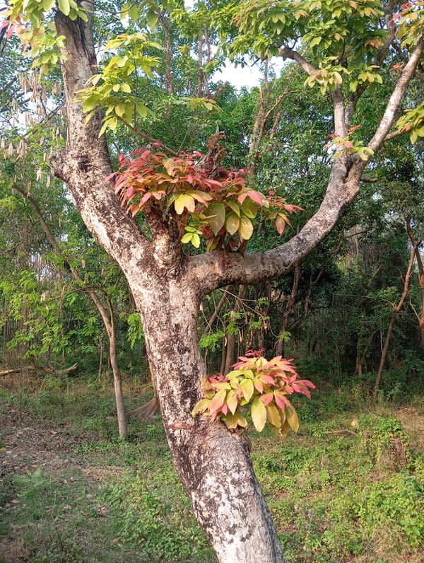 Tree with mottled trunk observed in Lumbini Sanskritik