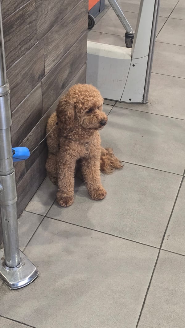 Toy poodle rests on back on tiled floor