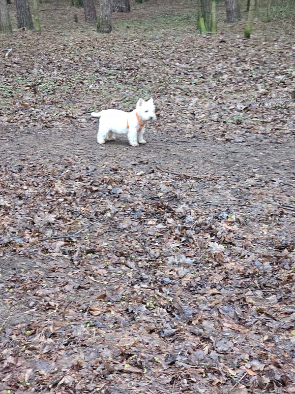 Dog walker and air traveler document ordinary moments in Khimki