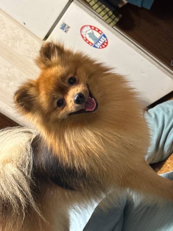 Pomeranian, a curious cat, and scattered home moments