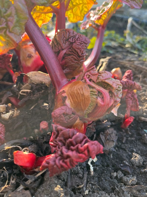 Spring plants emerge from soil in Chaikovsky gardens