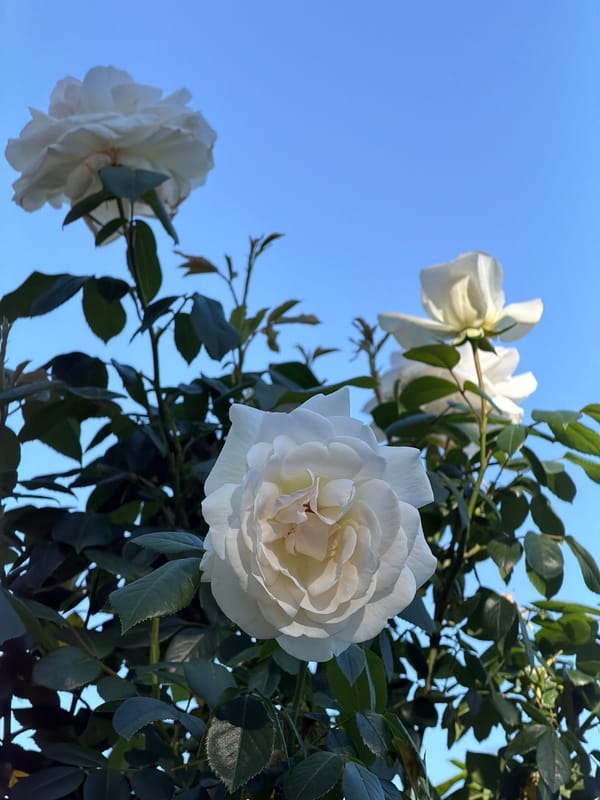 Rose garden documented in Sofia, Bulgaria amid morning bloom