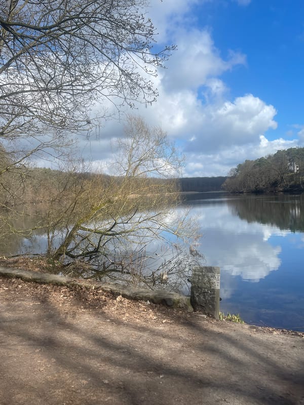 White swan spotted feeding in Berlin waterway amid spring scenery