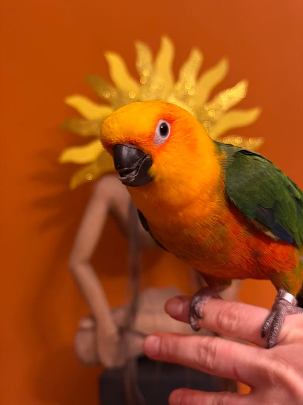 Colorful parrot perches on person's finger indoors
