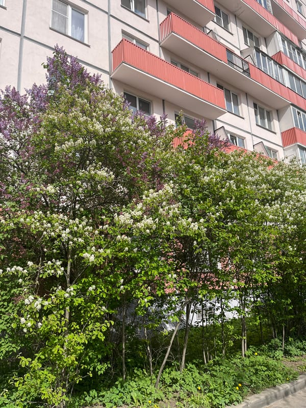 Woman enjoys spring blooms near residential building in Saint Petersburg