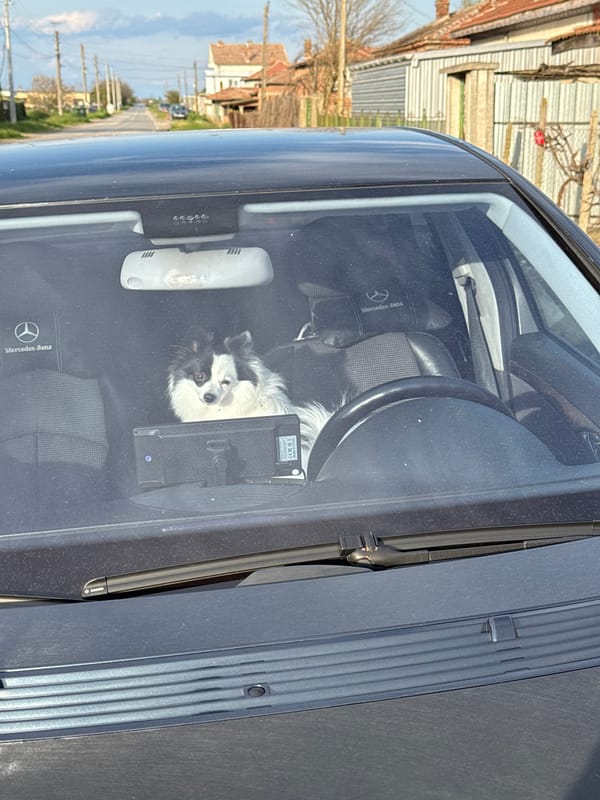 Dog spotted in driver's seat of Mercedes in Bulgaria