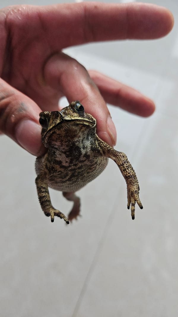 Person holds frog upside down in Cam Đức, Vietnam