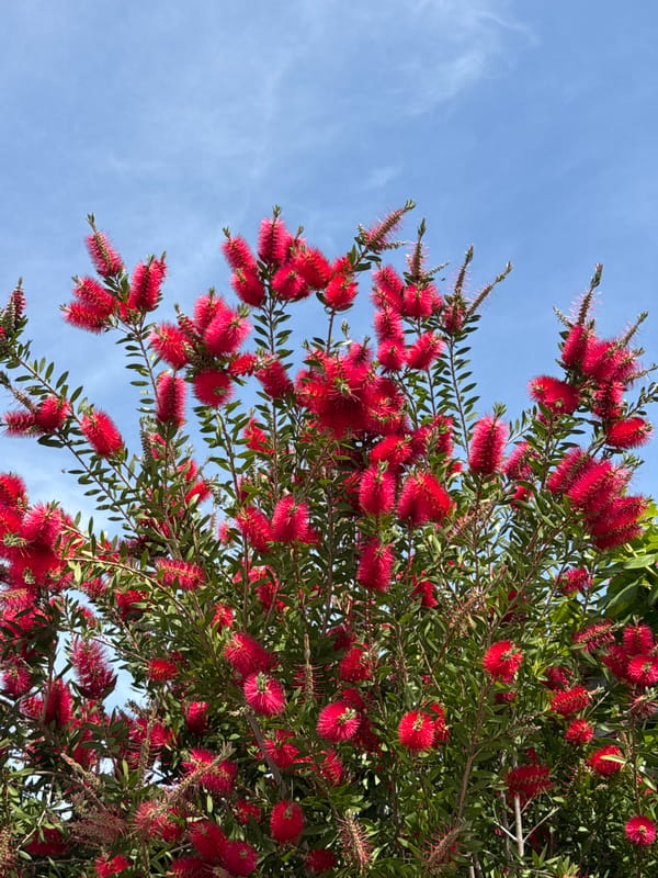 Bottlebrush Tree Blooms in Bar, Montenegro