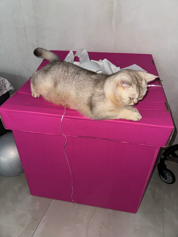 Cats, a pink gift box, and a golden-hour sunset.