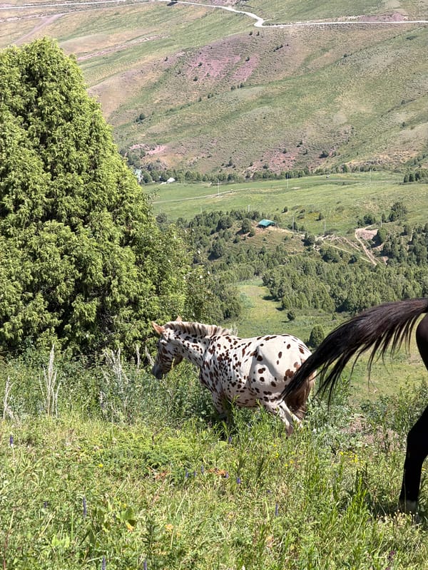 Horses grazing on Kyrgyzstan hillsides, tent camping in the valley