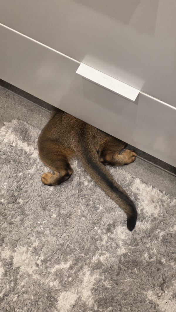 Cat documented in Saint Petersburg home during morning routine