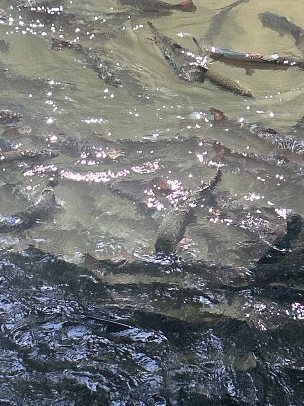 Fresh-caught trout at a Tokmok City fishing spot