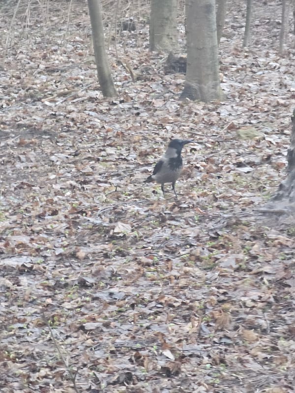 Crow spotted in Khimki woods among fallen logs