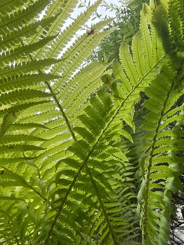 Sunlit ferns in close detail, Mansky forest floor