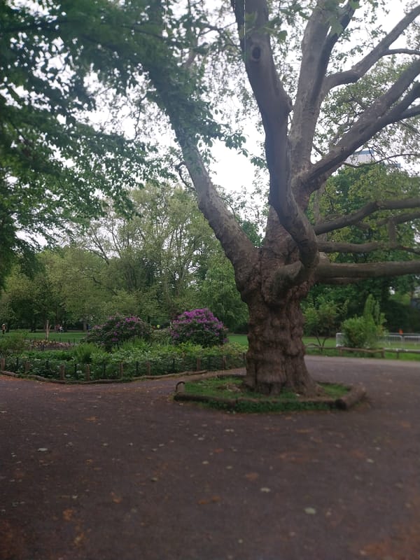 Spring morning walk documented through Berlin park over 77 minutes