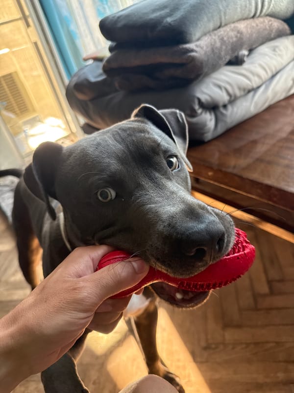 Grey pit bull plays with red toy in Varna home