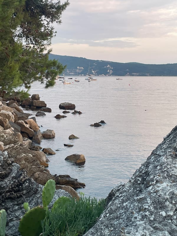 Golden hour on the Bay of Kotor rocks with a Vizsla