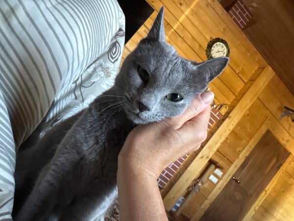 Gray cat with green eyes rests calmly in a hand
