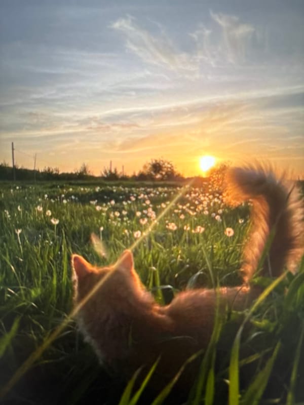 Cats, daisies, and dacha life in a Russian summer afternoon