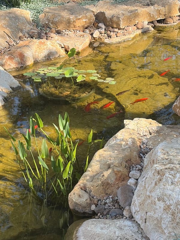 Goldfish pond observed in Sunset Valley, Texas
