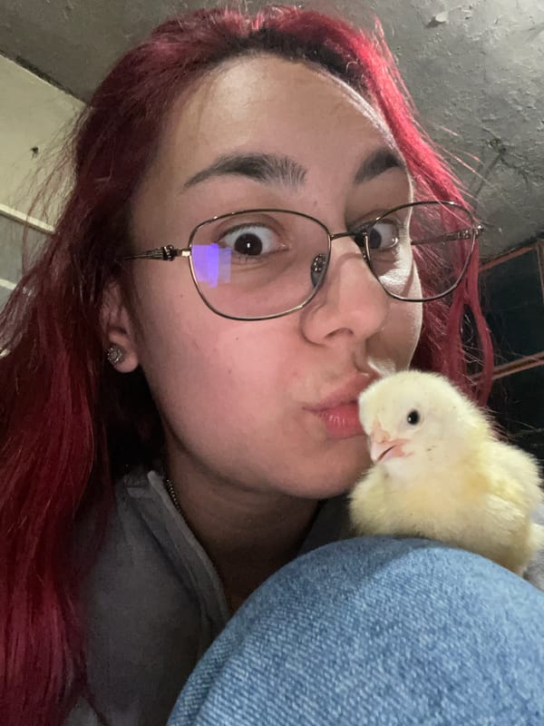 Tender moments with baby chicks captured in Bulgarian village