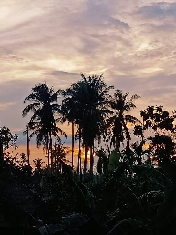 Sunset skies and palm silhouettes over rural Blang Cut, Indonesia