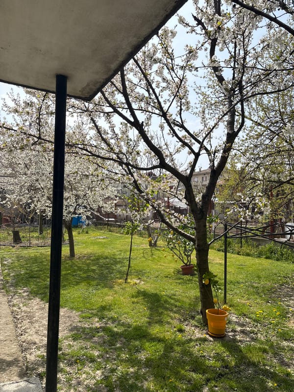 White-blossomed tree blooms in Banya residential garden