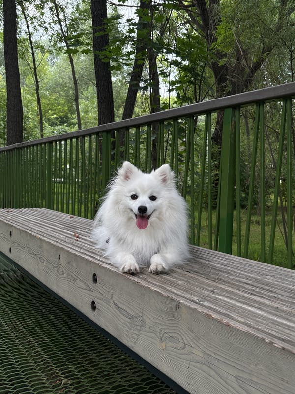 Leisurely walk through a green Kazan park with a Pomeranian
